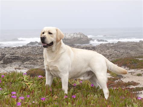 Labrador Retriever Wallpapers High Resolution and Quality Download