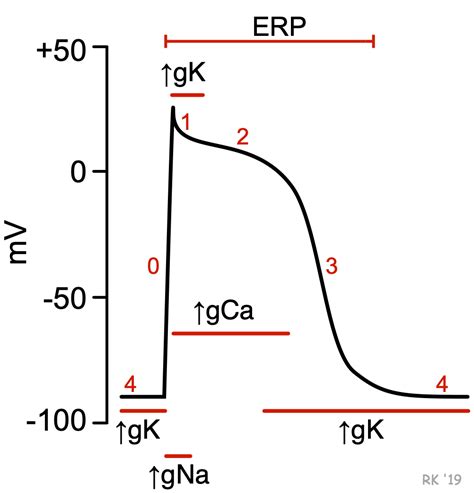 CV Pharmacology | Class III Antiarrhythmics (Potassium Channel Blockers)