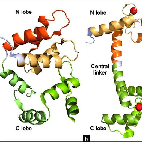 Crystal structure of Calmodulin in various conformations. (a) Apo ...