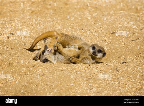 Two fighting meerkats hi-res stock photography and images - Alamy