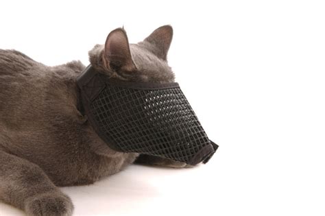 Cat muzzle | mfg