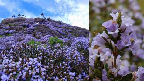 ‘Neelakurinji’ The Flower That Blooms Once in 12 Years | News Sense