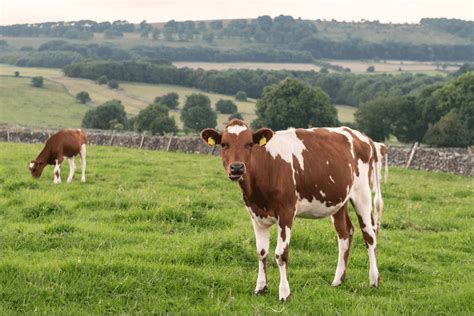 9 Popular Scottish Cow Breeds With Pictures And Facts