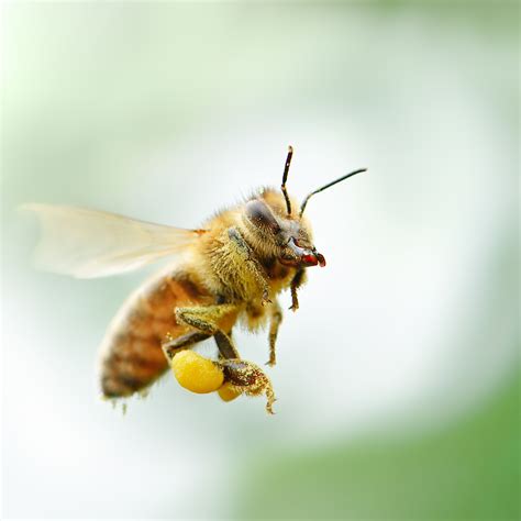 A Beginner’s Guide to Honeybee Breeds - Manuka Honey USA