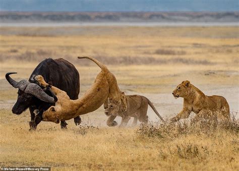 Amazing moment lionesses flip through air attacking buffalo | South ...