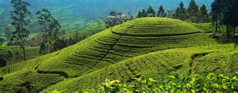 Nuwara Eliya Sri Lanka - Authentic India Tours