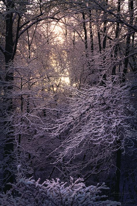 Snowy Sunrise in the Forest on Behance