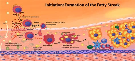 etx-lipids-ch4-fig1 - Endotext