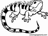 Lizard Coloring Pages Printable For Free Download sketch template