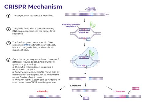 Crispr Mechanism