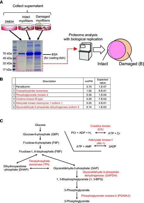 Proteome Analysis to Identify Metabolic Enzymes as... | Download ...