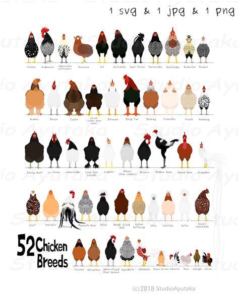 52 Breeds of Chicken Chart Svg Jpg Png 1620'' | Etsy UK