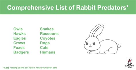 Rabbit Predators - Comprehensive Guide & List | Cottontail Club