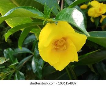 Yellow Allamanda Cathartica Stansills Double Allamanda Stock Photo 1086154889 | Shutterstock