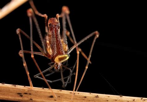 Assassin spider (Eriauchenius sp.) with prey | Photo from Vo… | Flickr