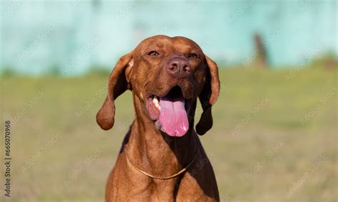 Portrait of a purebred Hungarian Vizsla dog in nature. Beautiful Magyar Vizsla golden rust color ...