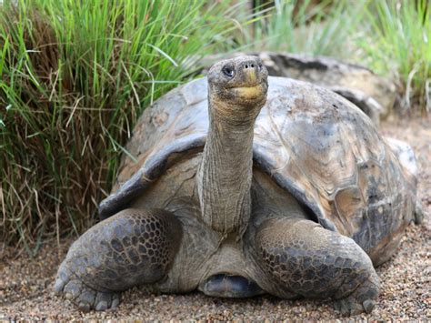 The Australian Reptile Park - HawkesburyRiver.com