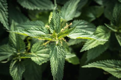 Selective Shot of Stinging Nettle S Green Leaves (Urtica Dioica) a Plant in the Urticaceae ...