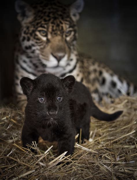 Jaguars - Everything You Need to Know! | The Big Cat Sanctuary