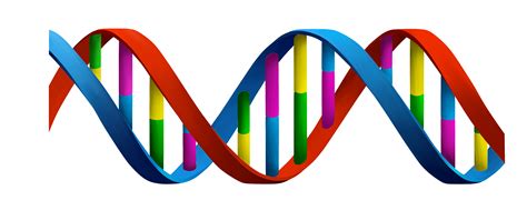 Account Suspended | Dna, X chromosome, Growth hormone