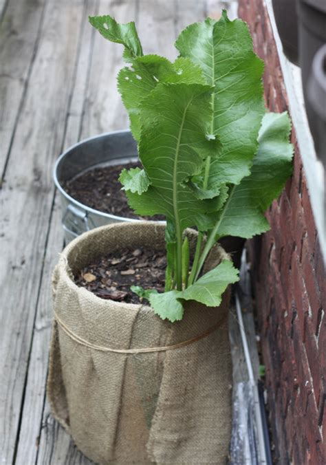 Plant Update: Growing Horseradish Root | 17 Apart