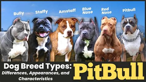 Top 5 Different Types of Pit Bull Dog Breeds