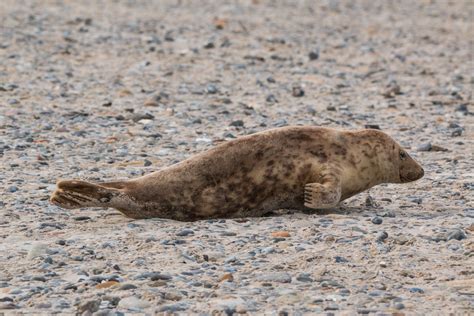 Robbe Grey Seal Helgoland free image download