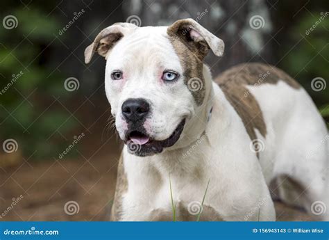 American Bulldog Pitbull Mix Dog with One Blue Eye Stock Image - Image of boxer, leash: 156943143