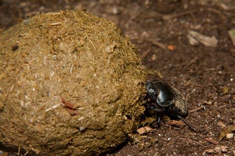 Beetle | San Diego Zoo Animals & Plants