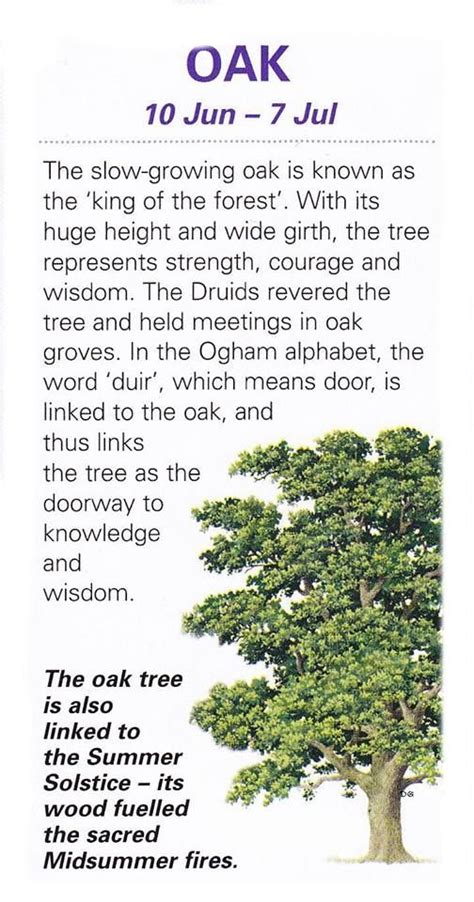 Oak Tree Meaning Symbolism Tree Symbolism Meanings Tr - vrogue.co