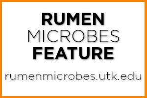 Rumen Microbes - Ruminococcus albus | Department of Animal Science