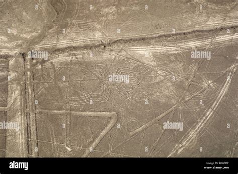 Nazca lines - spider, Peru Stock Photo - Alamy