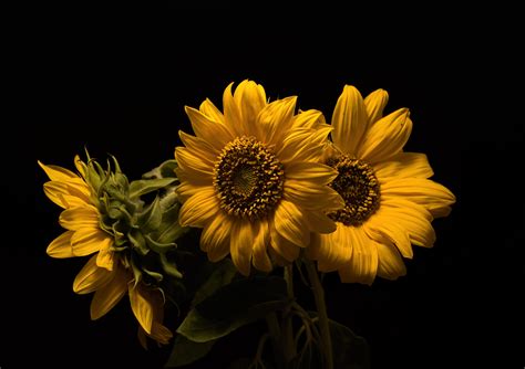 4K, Sunflowers, Closeup, Black background, Three 3, Yellow, HD Wallpaper | Rare Gallery