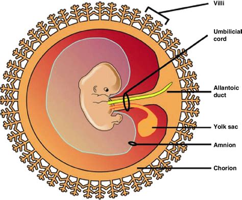 Anatomy Of Umbilical Cord