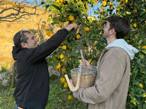 Discover, Harvest & Taste Sorrento Lemons | GetYourGuide