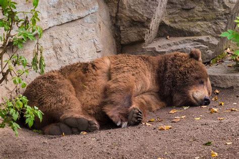 Sleeping Grizzly Bear | Bear pictures, Bear, Grizzly bear