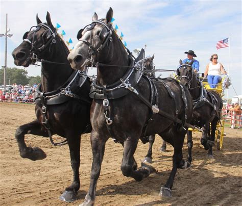 Britt Horse Draft Show: A 2,500-pound ballet | Features | globegazette.com