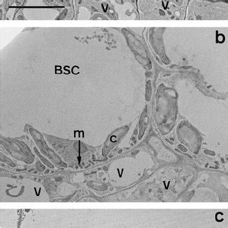 Mitochondrial parameters in bundle-sheath cells (BSC) and mesophyll... | Download Scientific Diagram