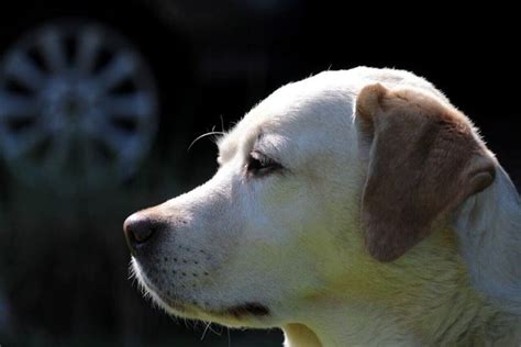 Top 25 Yellow Lab Names - For Your Yellow Labrador - Labrador Loving Souls