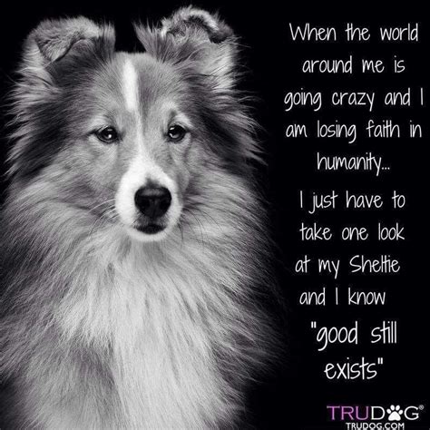 Pin by Marilynn Wilson on Sheltie’s in 2024 | Sheltie dogs, Shetland ...