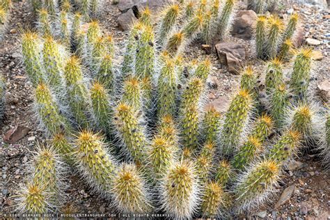 Cactus Garden at the Arizona-Sonora Desert Museum