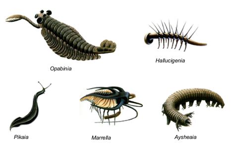 Earth Learning Idea: Curious creatures - the Cambrian explosion of life