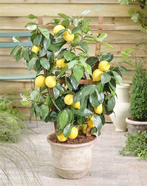 Eight Steps to Grow Meyer Lemon Trees in Containers#containers #grow #lemon #meyer #steps #trees ...