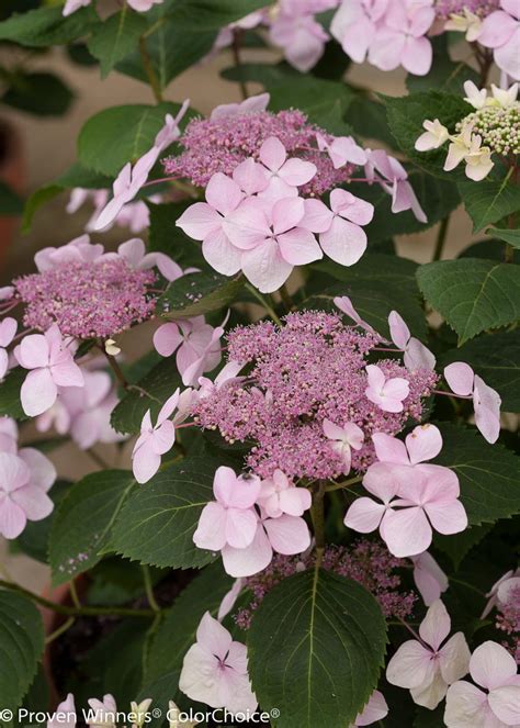 Bigleaf Hydrangea Bloom Varieties | HGTV