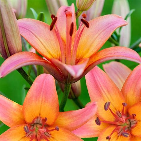 Buy Asiatic lily bulb Lilium 'Forever Marjolein'