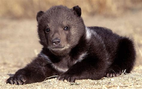 Bear Cub | Animals Wallpapers