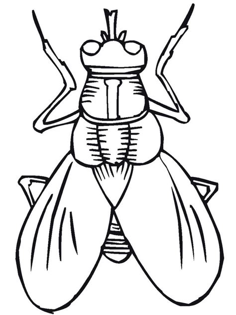 Cicada Coloring Pages For Kids - Ferrisquinlanjamal