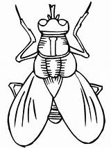 Flying Insects Coloring Pages sketch template