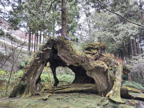 Famous Three Generations of Trees in Alishan National Park in Taiwan Editorial Stock Photo ...