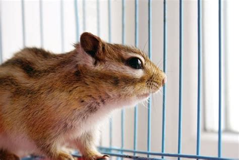 What to Know Before Adopting a Chipmunk - Critter Culture